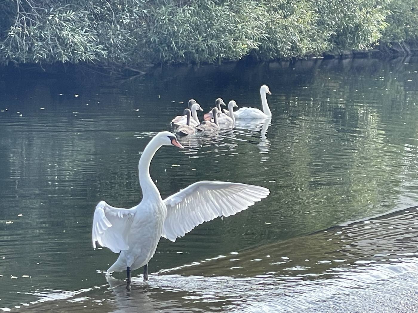 Ein Schwan breitet am Wasser die Flügel aus